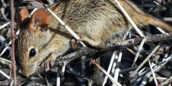 African striped mouse_Credit Carsten Schradin.jpg